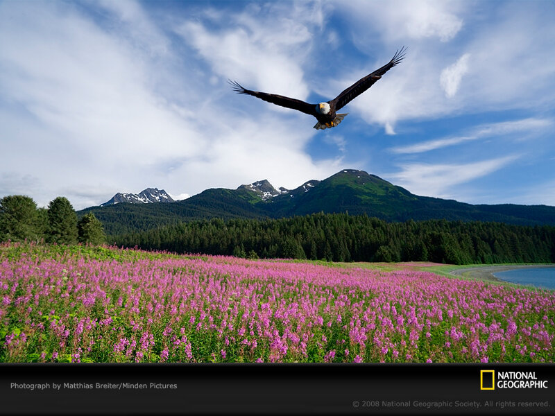 Bald Eagle in Flight — Purple, Serene, Summer