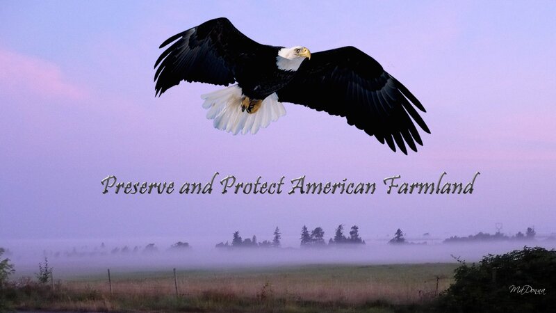 Bald Eagle in Flight — Purple, Serene
