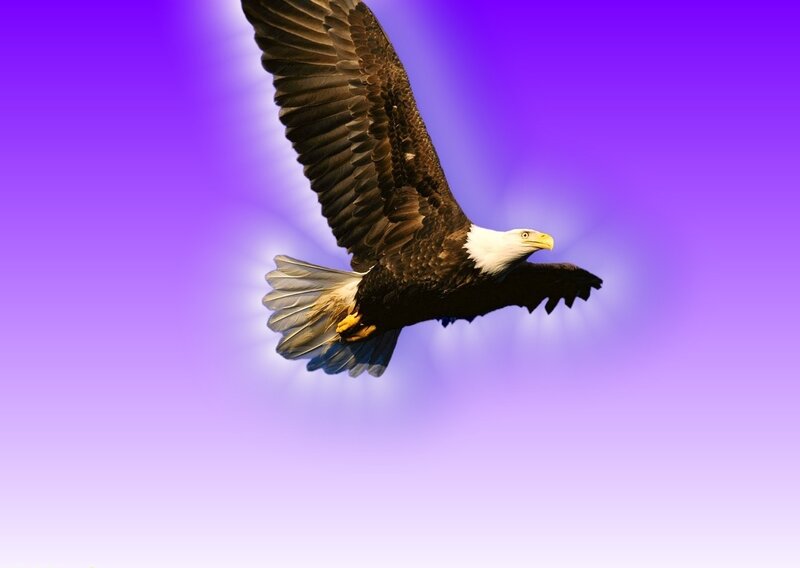 Bald Eagle in Flight — Purple