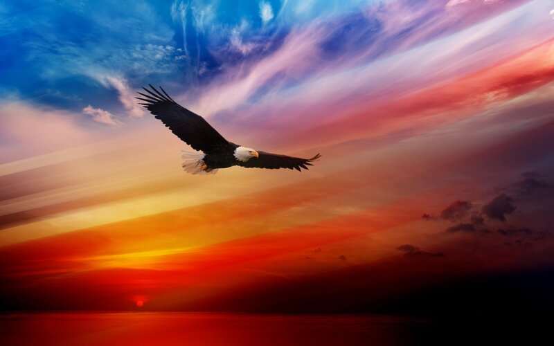 Bald Eagle in Flight — Red, Dramatic