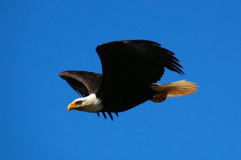 Bald Eagle in Flight — Serene