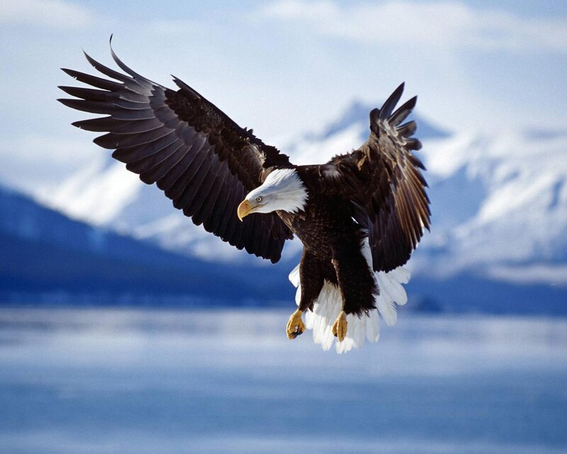 Bald Eagle in Flight — Sky