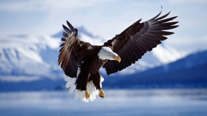 Bald Eagle in Flight — Water