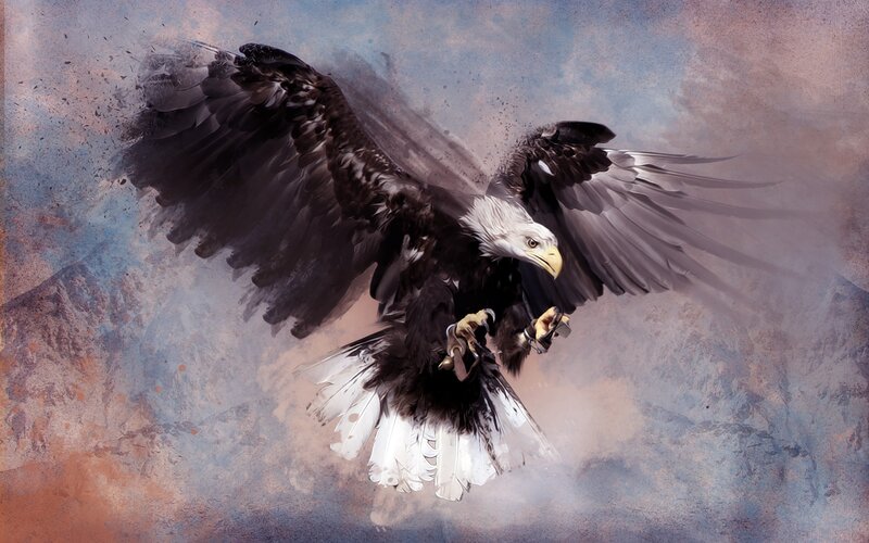 Bald Eagle in Flight — White, Dramatic, Digital Art, Wings