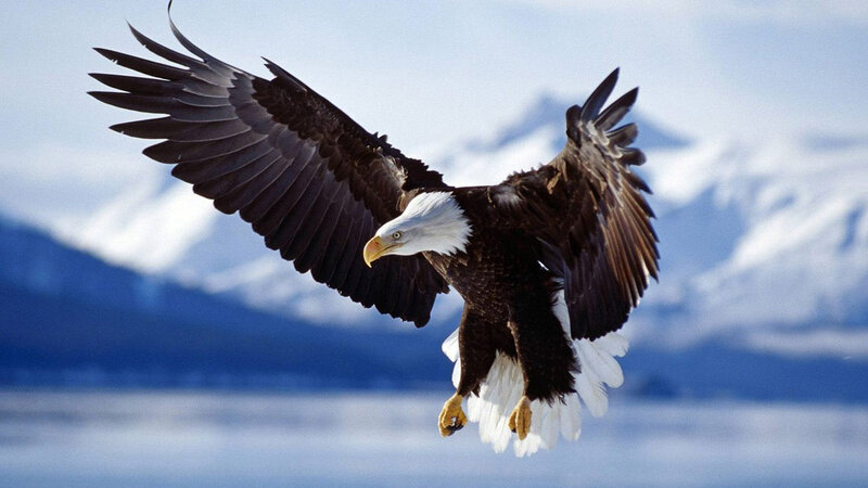 Bald Eagle in Flight — White, Dramatic, Photograph, Mountains, Sky
