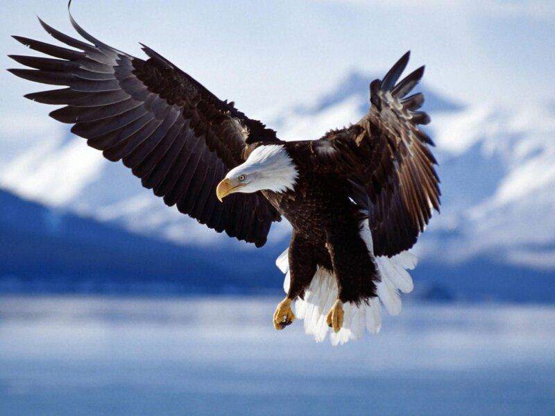 Bald Eagle in Flight — White, Dramatic, Photograph, Mountains, Sky, Water, Brown, Blue