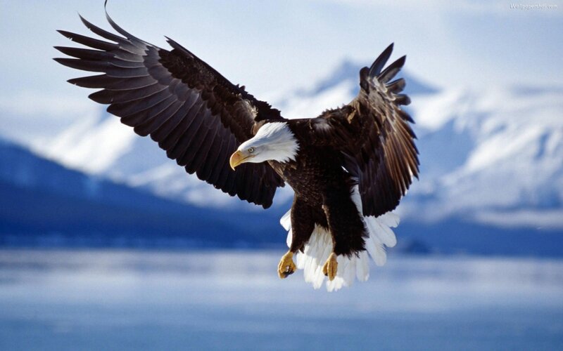 Bald Eagle in Flight — White, Dramatic, Photograph, Mountains, Sky, Water
