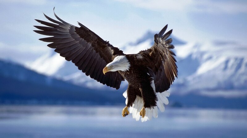 Bald Eagle in Flight — White, Dramatic, Photograph, Mountains