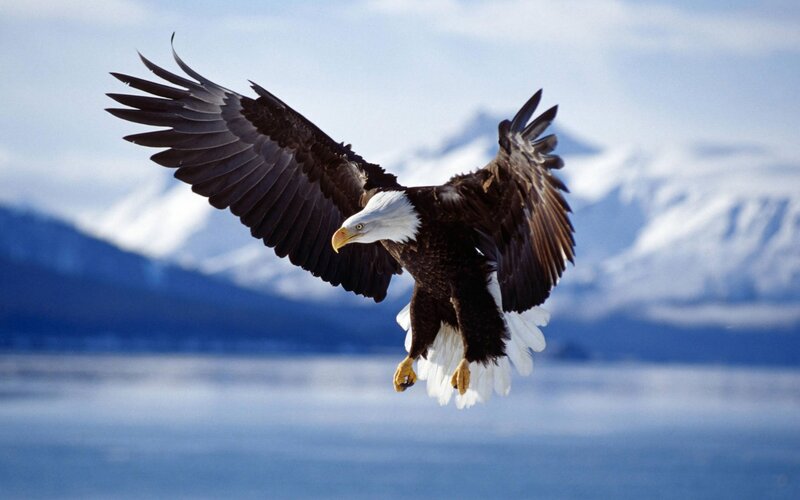 Bald Eagle in Flight — White, Dramatic, Photograph, Mountains, Water, Sky