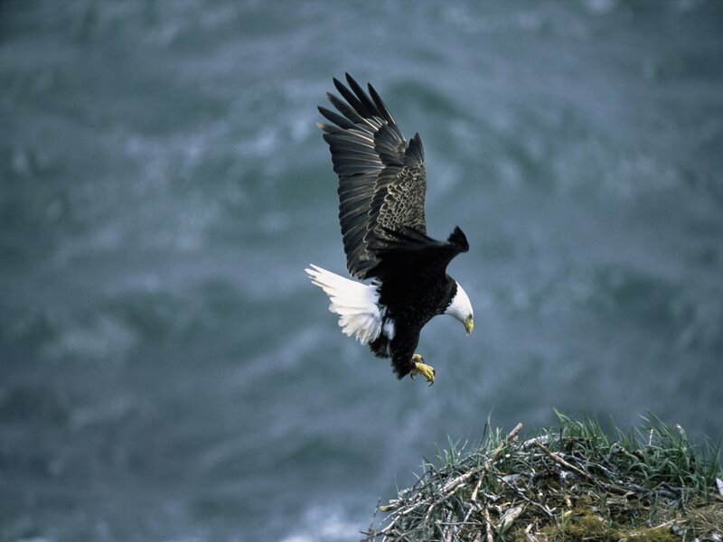Bald Eagle in Flight — White, Dramatic, Photograph, Nest
