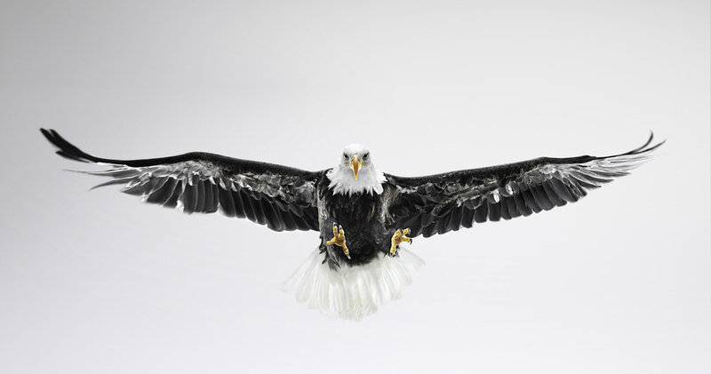 Bald Eagle in Flight — White, Dramatic, Photograph