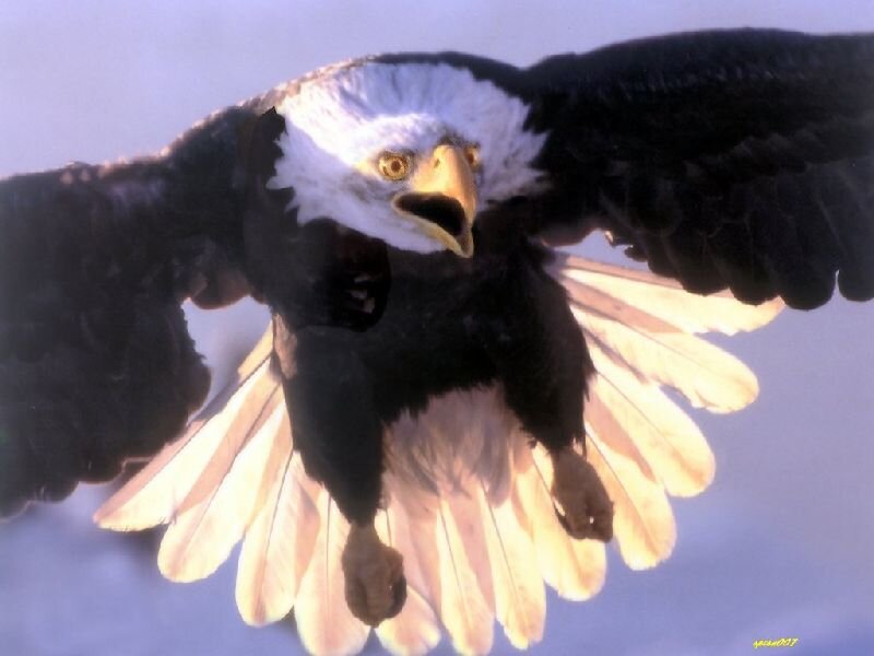 Bald Eagle in Flight — White, Dramatic, Photograph, Wings