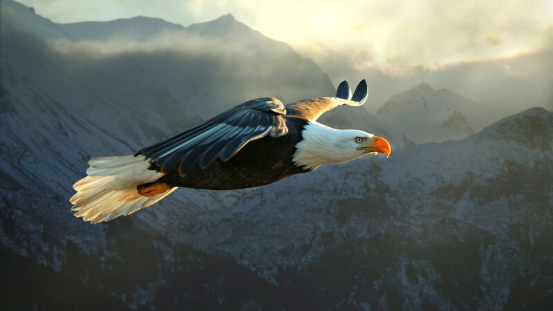 Bald Eagle in Flight — White, Dramatic, Sunrise, Digital Art