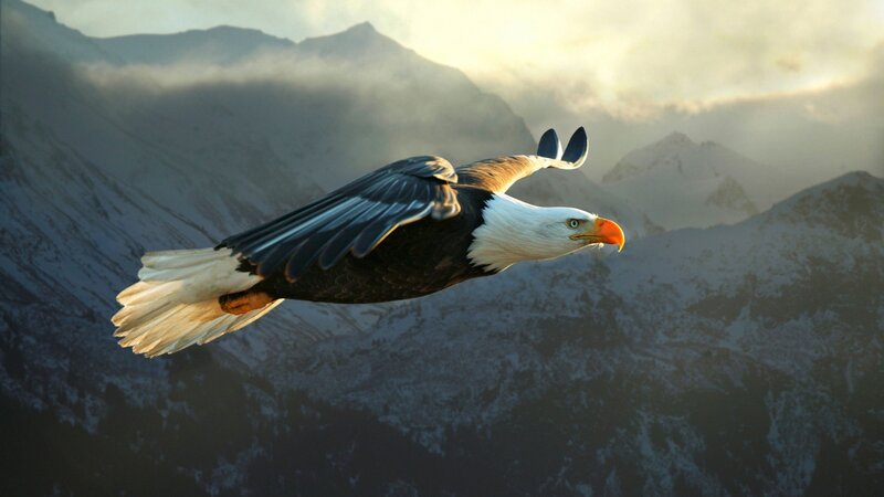 Bald Eagle in Flight — White, Dramatic, Sunrise, Photograph, Mountains