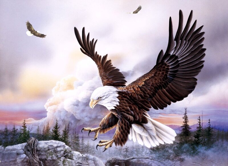 Bald Eagle in Flight — White, Dramatic, Sunrise