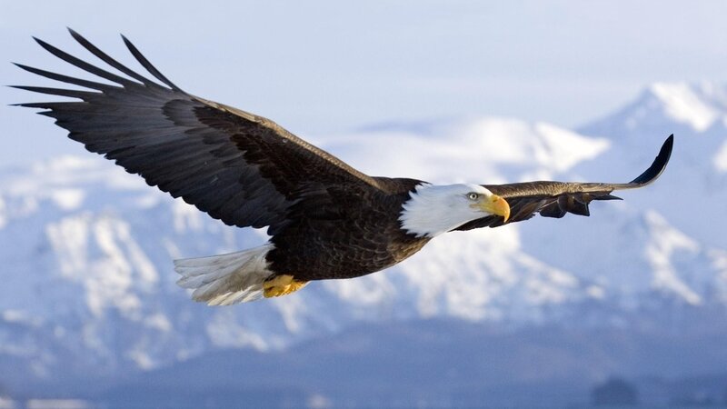 Bald Eagle in Flight — White, Dramatic, Winter, Photograph, Mountains, Sky