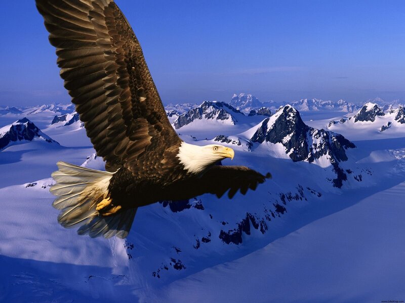 Bald Eagle in Flight — White, Dramatic, Winter, Photograph, Snow-covered Mountains, Blue Sky, Wings
