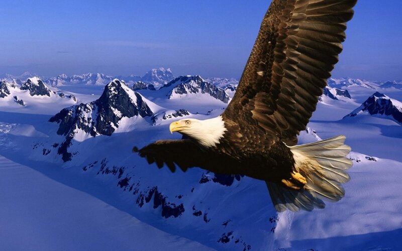 Bald Eagle in Flight — White, Dramatic, Winter, Photograph, Snow-covered Mountains