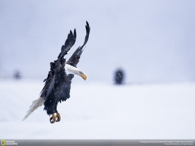 Bald Eagle in Flight — White, Dramatic, Winter, Photograph, Snow, Sky