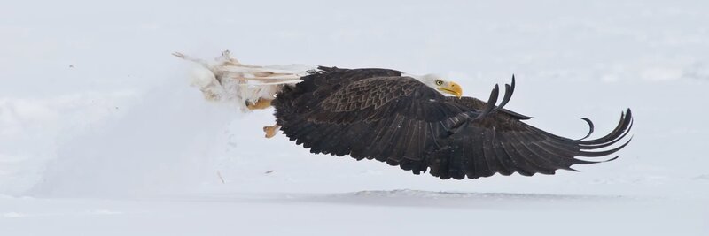 Bald Eagle in Flight — White, Dramatic, Winter, Photograph, Snow