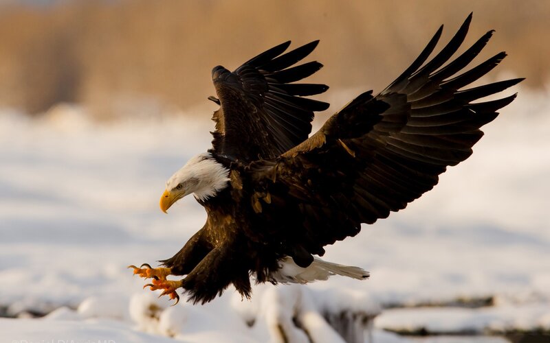 Bald Eagle in Flight — White, Dramatic, Winter, Photograph, Snow, Wings