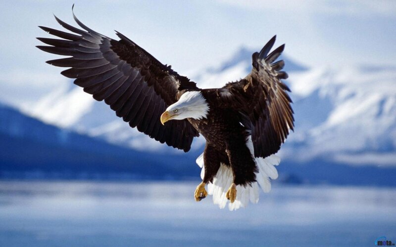 Bald Eagle in Flight — White, Dramatic, Winter, Photograph