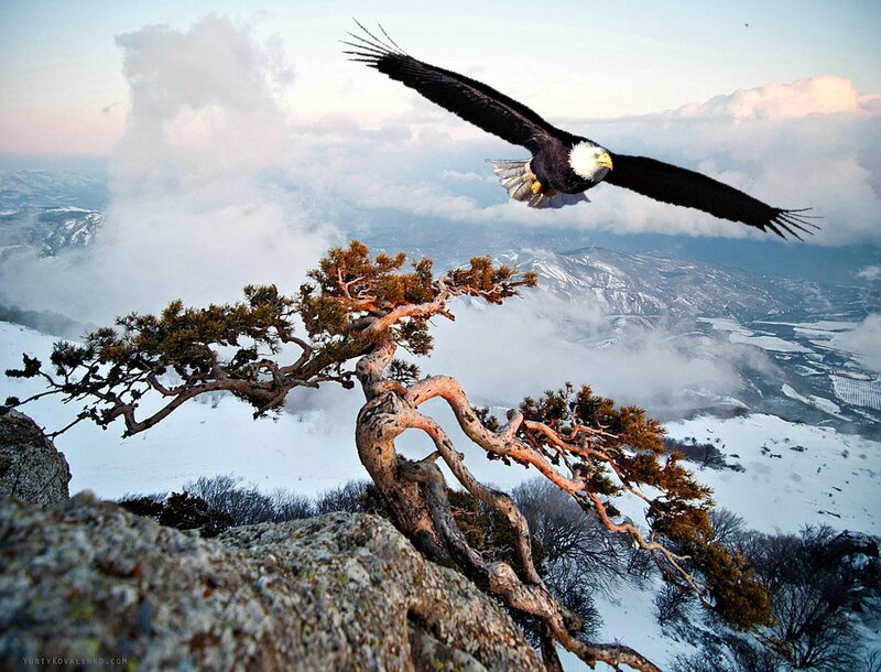 Bald Eagle in Flight — White, Dramatic, Winter, Photograph, Tree
