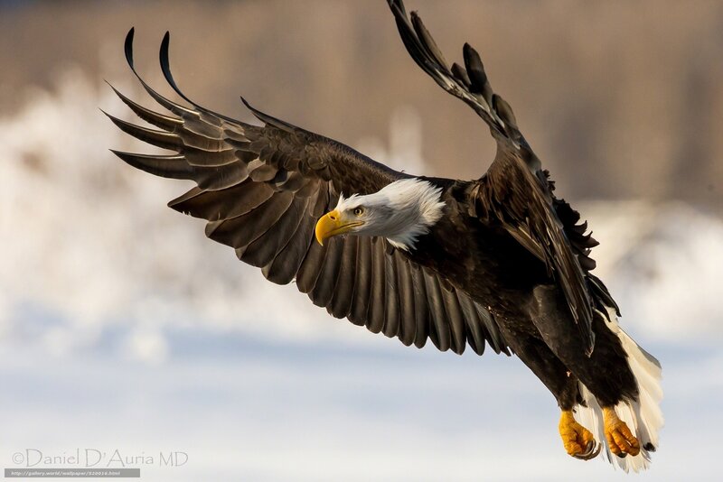 Bald Eagle in Flight — White, Dramatic, Winter, Photograph, Wings