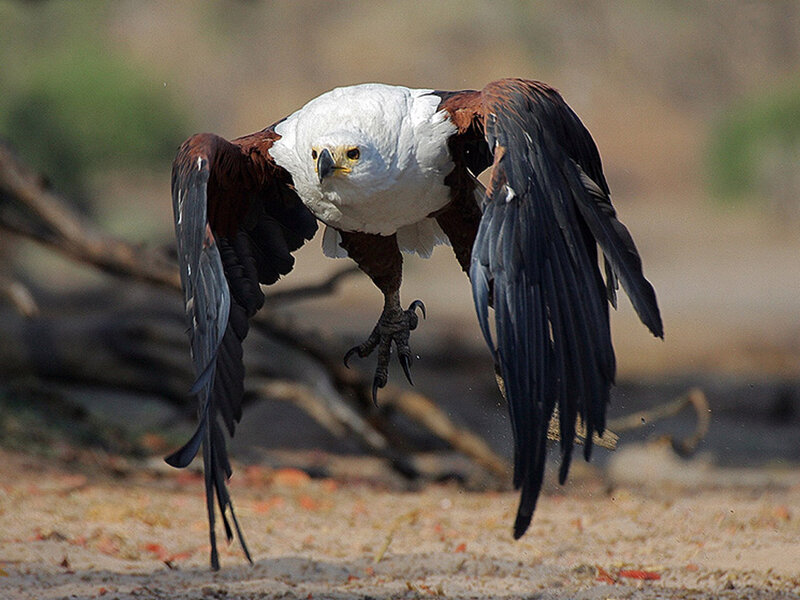 Bald Eagle in Flight — White, Dynamic, Afternoon