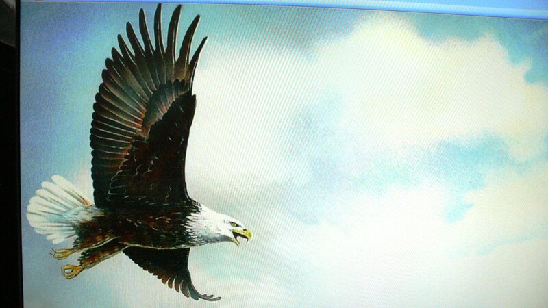 Bald Eagle in Flight — White, Dynamic, Digital Art