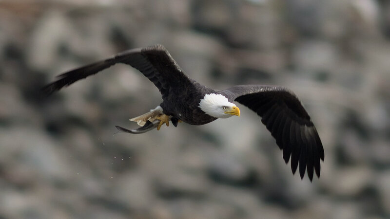 Bald Eagle in Flight — White, Dynamic, Photograph, Fish