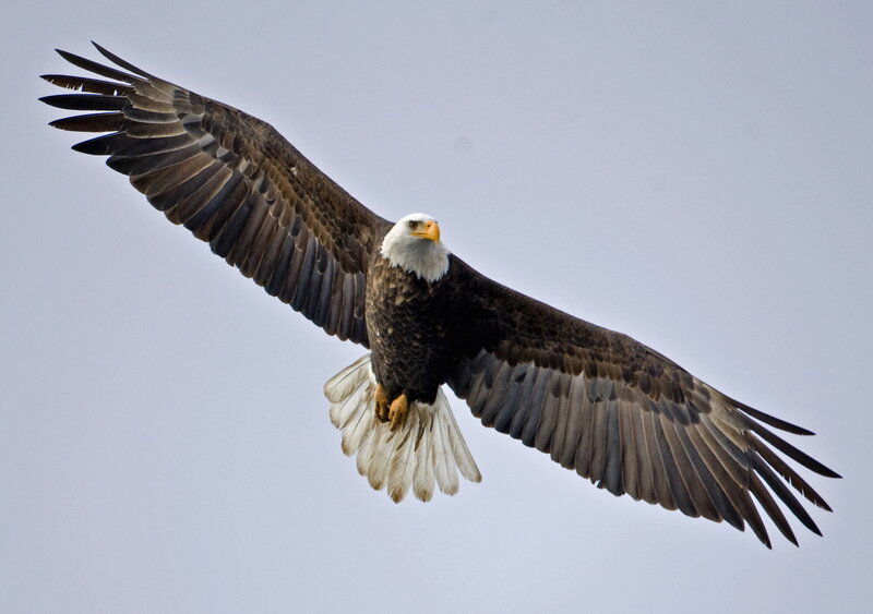 Bald Eagle in Flight — White, Dynamic, Photograph, Sky
