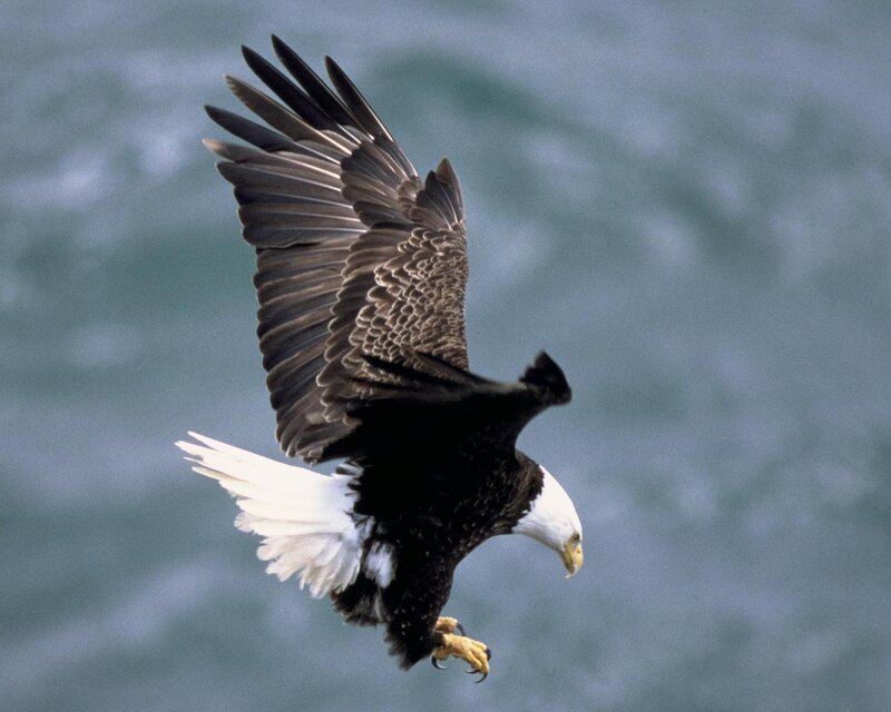 Bald Eagle in Flight — White, Dynamic, Photograph