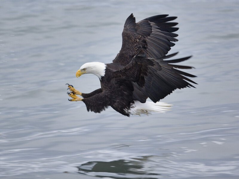 Bald Eagle in Flight — White, Dynamic, Photograph, Water