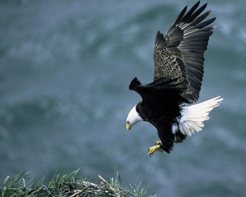 Bald Eagle in Flight — White, Dynamic, Photograph, Wings, Tail
