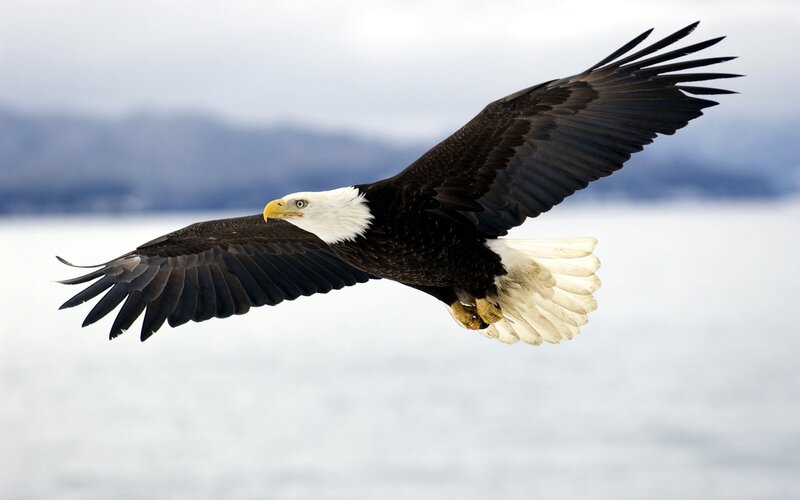 Bald Eagle in Flight — White, Dynamic, Photograph, Wings
