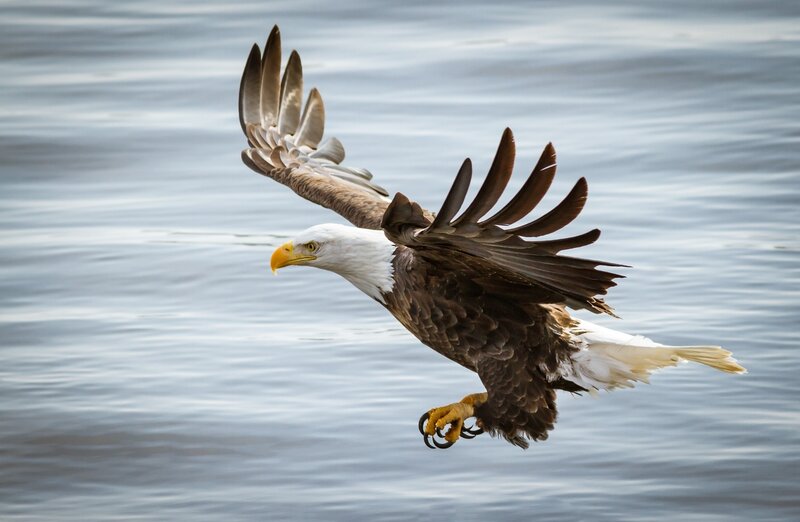 Bald Eagle in Flight — White, Dynamic, Photograph, Wings, Water