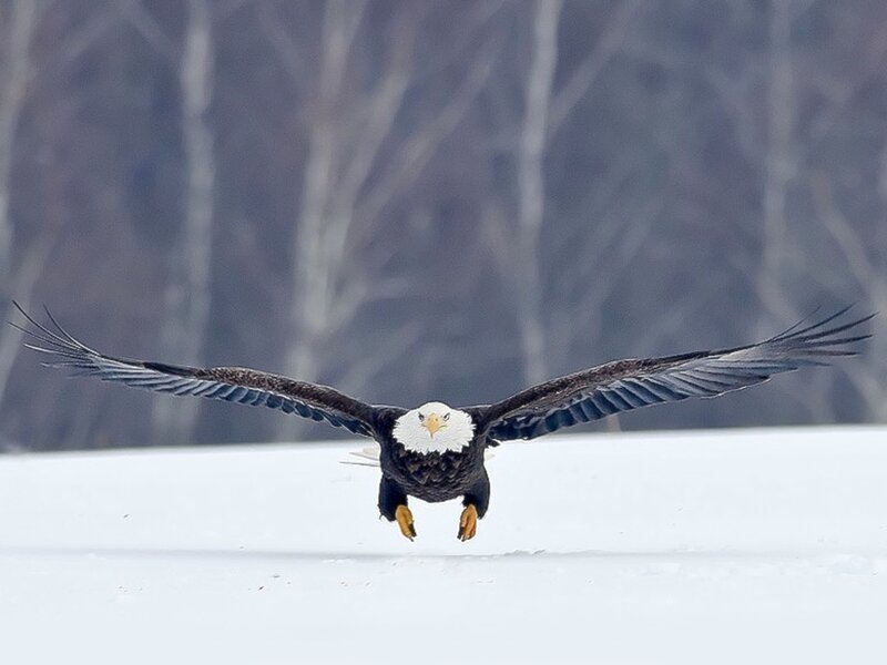 Bald Eagle in Flight — White, Dynamic
