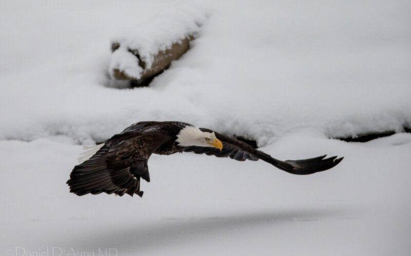 Bald Eagle in Flight — White, Dynamic, Winter, Photograph, Snow, Rock