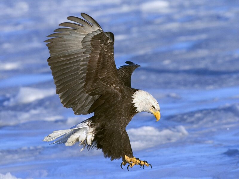 Bald Eagle in Flight — White, Dynamic, Winter, Photograph, Wings, Claws