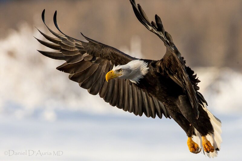 Bald Eagle in Flight — White, Dynamic, Winter, Photograph, Wings, Sky