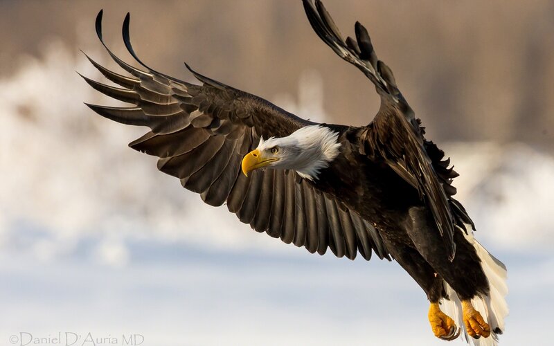 Bald Eagle in Flight — White, Dynamic, Winter, Photograph, Wings