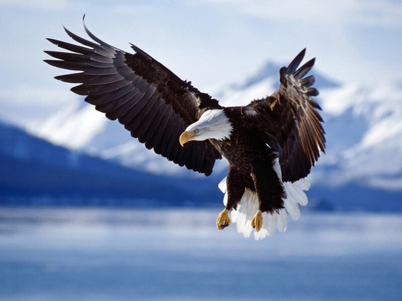 Bald Eagle in Flight — White, Photograph