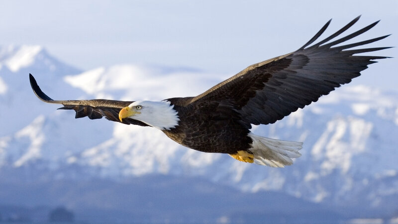 Bald Eagle in Flight — White, Serene, Photograph, Mountains