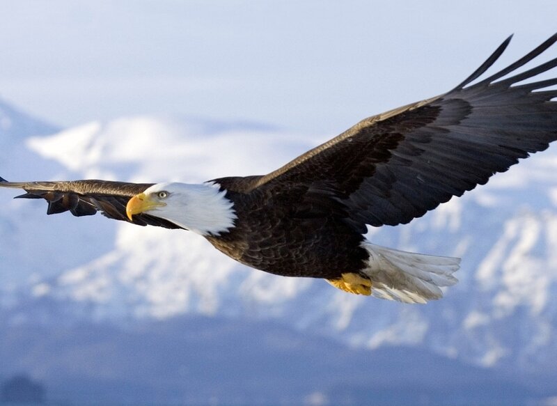 Bald Eagle in Flight — White, Serene, Photograph