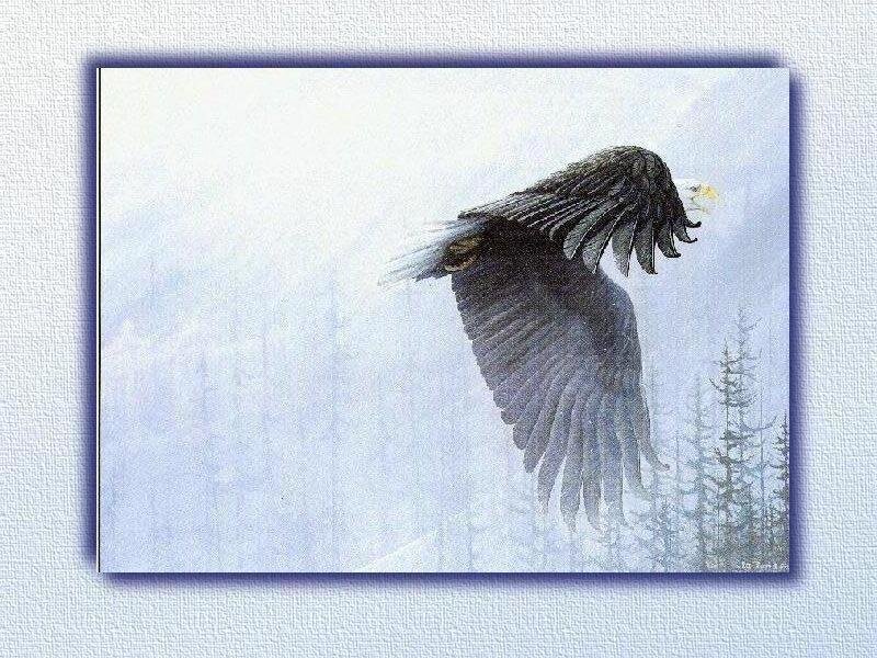 Bald Eagle in Flight — White, Serene