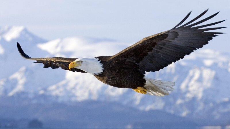 Bald Eagle in Flight — White, Serene, Winter, Photograph, Mountains, Sky