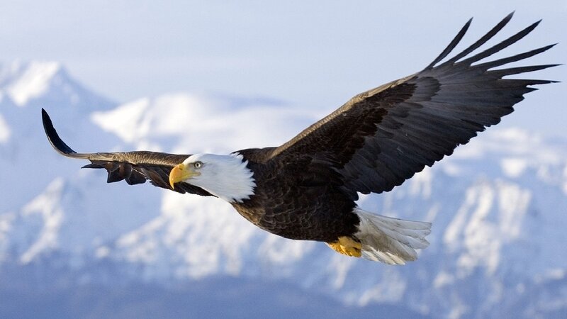 Bald Eagle in Flight — White, Serene, Winter, Photograph, Mountains
