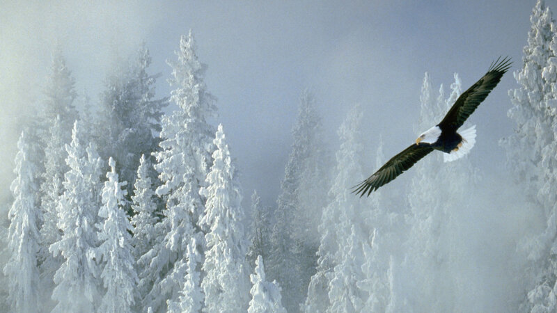 Bald Eagle in Flight — White, Serene, Winter, Photograph, Snow-covered Trees