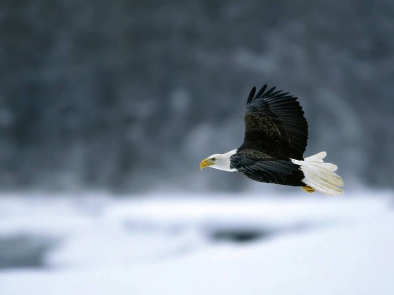Bald Eagle in Flight — White, Serene, Winter, Photograph, Snow